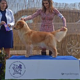 Jenga - Golden Retriever