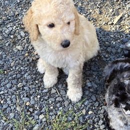 Aussiedoodle and Poodle Puppies from Aussiedoodles by Maggie