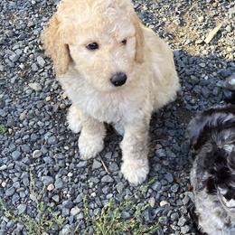 Aussiedoodle and Poodle Puppies from Aussiedoodles by Maggie