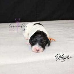 Mojito - Black and tan male Cockapoo puppy in Mancelona, Michigan from Lavender poodles & doodles