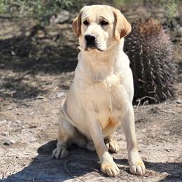 Brady - Labrador Retriever
