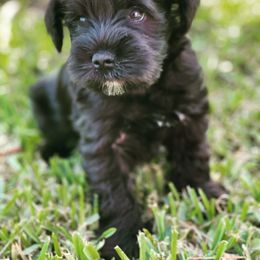 Miniature Schnauzer Puppies from Miniature Schnauzer Paradise llc