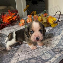 Green - Black tan and white male Beagle puppy in Vallejo, California from Tailwindfarm