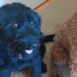 Keiko - Labradoodle