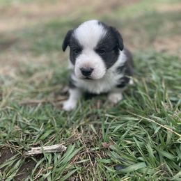 Panda - Black and white male Cardigan Welsh Corgi puppy in Rexburg, Idaho from Corgi Gardens