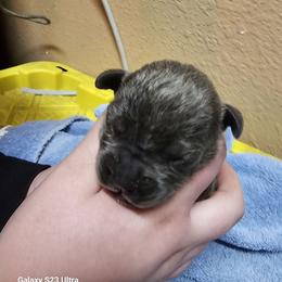 Boy 8 - Gray male Cane Corso puppy in Dunnellon, Florida from Touch of Spice Kennels
