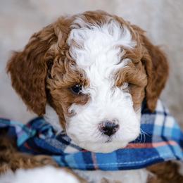 Blue - Poodle