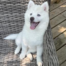 Bluebell - White female Pomsky puppy in Winchendon, Massachusetts from Mountain View Pomskies