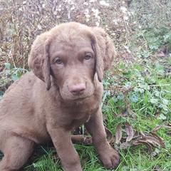 Chesapeake Bay Retriever Puppies from North Flow Chesapeakes