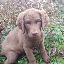 Chesapeake Bay Retriever Puppies from North Flow Chesapeakes