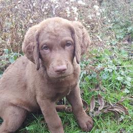 Chesapeake Bay Retriever Puppies from North Flow Chesapeakes