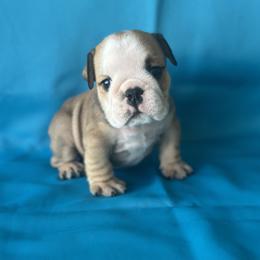 Bruno - Fawn and white male Bulldog puppy in Lutz, Florida from Romanov’s  Bulldogs