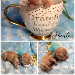 Boy 2 - Red Chihuahua puppy in Stuart, Florida from Marquez Chihuahuas