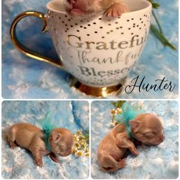 Boy 2 - Red Chihuahua puppy in Stuart, Florida from Marquez Chihuahuas