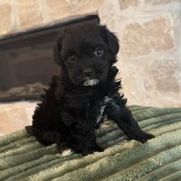 Jet - Black male Havapoo puppy in South Jordan, Utah from Lady Paws Puppies - Cassie