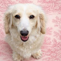 Pearl - Dachshund