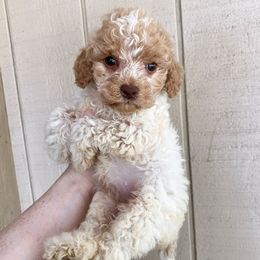Cheyenne - Caramel female Australian Labradoodle puppy in Sarasota, Florida from GWagz