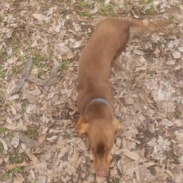 Mack - Dachshund