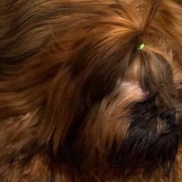 Jack - Shih Tzu