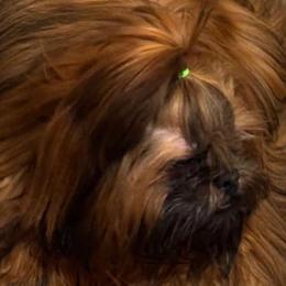 Jack - Shih Tzu