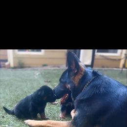 German Shepherd Puppies from AB_Elite_GSD