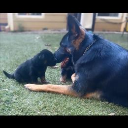German Shepherd Puppies from AB_Elite_GSD
