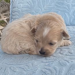 Maltipoo puppies from MountCarmelPuppies
