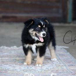Kona - Black tri male Miniature Australian Shepherd puppy in Prague, Oklahoma from Clay Creek Aussies