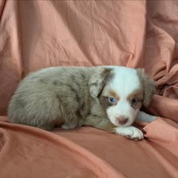 Ragnar - Red merle male Miniature Australian Shepherd puppy in Arlington, Texas from CopperHead Aussies
