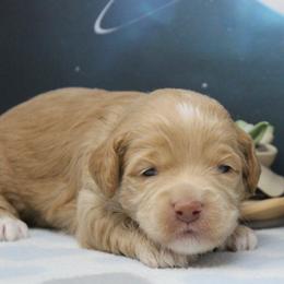 Blue collar Yankee - Caramel male Australian Labradoodle puppy in Provo, Utah from EllsWORTH Labradoodles LLC