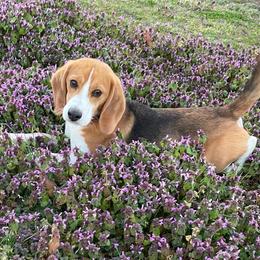 Tucker - Beagle