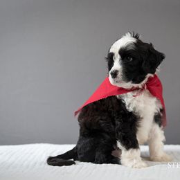 Portuguese Water Dog Puppies from Sun Joy PWDS