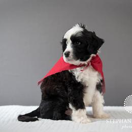 Portuguese Water Dog Puppies from Sun Joy PWDS