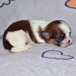 Harry - Tricolor male Shih Tzu puppy in Stroud, Oklahoma from Laik’s Little Shihtz & Poms