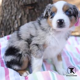 Twinkle- BMF - Blue merle female Australian Shepherd puppy in Nacogdoches, Texas from TK Standard, Mini, & Toy Aussies