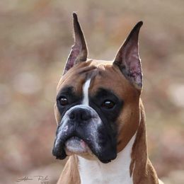 Zeus - Boxer
