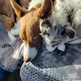 Border Collie Puppies from By Design Farm