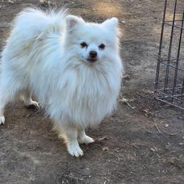Bunbun - Pomeranian