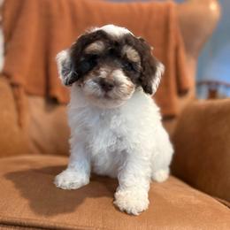 Link - Tri-color male Bernedoodle puppy in Fayetteville, Arkansas from Huckleberry Bernedoodles