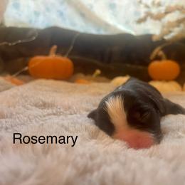 Girl 3 - female Miniature Australian Shepherd puppy in Kentucky from Natural Life Ranch