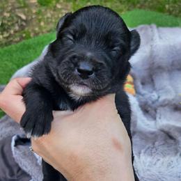 Moose - Black male Pomsky puppy in Southern California, California from SoCal Pomskies LLC