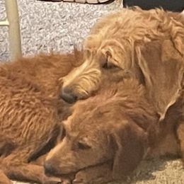 Labradoodles from My Girl Doodles