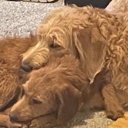 Labradoodles from My Girl Doodles