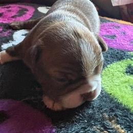 BROWNIE - Red male Boston Terrier puppy in Anderson, South Carolina from Lola’s House of Bostons & Rescue