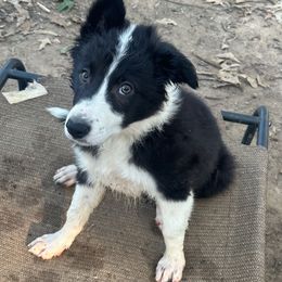 Jester - Black and white male Border Collie puppy in Jonesboro, Arkansas from Hampton Border Collies