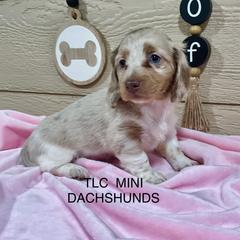 Dachshund Puppies from TLC Mini Dachshunds