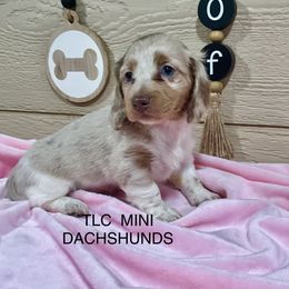 Dachshund Puppies from TLC Mini Dachshunds