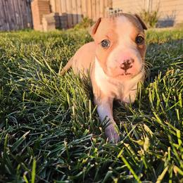 Girl 3 - Red female American Staffordshire Terrier puppy in Springfield, Illinois from Prairieland Kennels