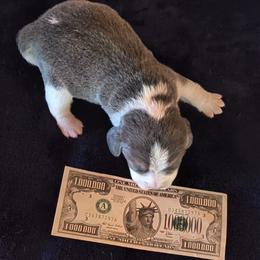 Bonny - Blue tan and white female Beagle puppy in Jerome, Missouri from Beam's Beagles