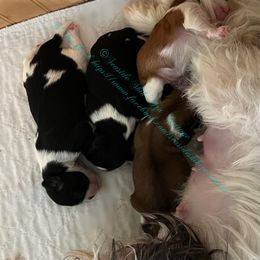 Shih Tzu Puppies from Seaside Shih Tzu Cottage